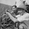 Thủ tướng Phạm Văn Đồng thăm cánh đồng lúa năng suất cao của nông dân xã Hải An, huyện Hải Châu, tỉnh Nam Hà, tháng 6/1969. (Ảnh: Đức Như/TTXVN)