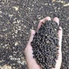 Hạt tiêu đã được phơi khô. (Ảnh: Ngọc Minh/TTXVN)