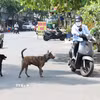 Chó thả rông đe dọa người đi đường. Ảnh minh họa. (Ảnh: Đinh Hằng/TTXVN)