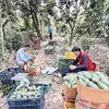 Xoài được thương lái thu mua, phân loại ngay tại vườn trước khi đưa đi tiêu thụ. (Ảnh: Thanh Sang/TTXVN)