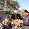 Người dân thôn Tả Giao Khâu (xã Lũng Cú, Tuyên Quang) thu hoạch vụ khoai sâm. (Ảnh Đức Thọ/TTXVN)