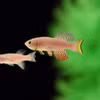 Cá killifish màu ngọc lam châu Phi được sử dụng trong nghiên cứu. (Ảnh do Giáo sư Itamar Harel cung cấp)