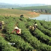 Thu hoạch chè búp tươi ở Bảo Lộc. (Ảnh: Huy Hùng/TTXVN)