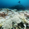 San hô bị tẩy trắng. Ảnh minh họa. (Ảnh: Kyodo/TTXVN)
