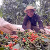 Nông dân thu hoạch hồ tiêu. (Ảnh: Hưng Thịnh/TTXVN)