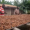 Nông dân phơi hạt ca cao ở Kunsu, Ghana. (Nguồn: UNCTAD)