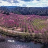 Từ trên cao, vườn anh đào được quy hoạch thành từng hàng, hài hòa với cảnh quan thiên nhiên hồ Pá Khoang. (Ảnh: Xuân Tư/TTXVN)