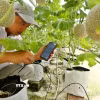 Kiểm tra hoạt động của hệ thống bơm tưới cho nhà dưa lưới khi điều khiển bằng ứng dụng trên điện thoại thông minh của Delco Farm - Mô hình trang trại thông minh, giải pháp nông nghiệp công nghệ cao. (Ảnh: Minh Quyết/TTXVN)