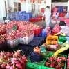 Nhiều lô hàng thanh long bị mắc kẹt vì thiếu giấy tờ theo chuẩn EU. (Ảnh: Hồng Hiếu/TTXVN)