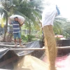 Vận chuyển lúa bán cho thương lái. (Ảnh: Thu Hiền/TTXVN)