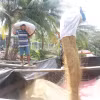 Vận chuyển lúa bán cho thương lái. (Ảnh: Thu Hiền/TTXVN)
