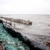 Tuyến đê phòng hộ ven biển Tây thuộc xã Khánh Bình Tây, huyện Trần Văn Thời, tỉnh Cà Mau cũ bị sạt lở thân đê phòng hộ trước trận sóng lớn năm 2019. (Ảnh: Huỳnh Anh/TTXVN)