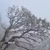 Băng giá phủ trắng từng ngọn cây trên đỉnh Fansipan. (Ảnh: TTXVN phát)