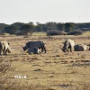 Tê giác trắng tại khu bảo tồn tê giác Khama ở Serowe, Botswana. (Ảnh: THX/TTXVN)