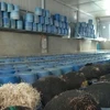 Một trong số các cơ sở sản xuất giá đỗ tẩm hóa chất. (Ảnh công an cung cấp)