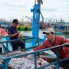 Giám sát thủy sản đánh bắt tại Cảng cá Quy Nhơn. (Ảnh: Đình Quân/TTXVN)