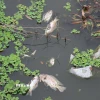 Nhiều loại cá chết bất thường tấp vào bờ sông Bàu Giang. (Ảnh: Phạm Cường/TTXVN)