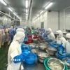 Chế biến thủy sản xuất khẩu sang thị trường châu Âu và Nhật Bản. (Ảnh: Hoa Mai/TTXVN)