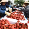 Đóng gói vải thiều xuất khẩu ở vùng sản xuất vải thiều Lục Ngạn, tỉnh Bắc Ninh. (Ảnh: Vũ Sinh/TTXVN)