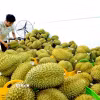 Sầu riêng xuất khẩu được tập kết tại một vựa trái cây. (Ảnh: Hồng Đạt/TTXVN)