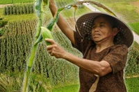 Cận cảnh Ngày hội Bắp nếp Cẩm Nam rộn ràng bên dòng Thu Bồn 