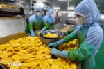 Chế biến nông sản xuất khẩu. (Nguồn: TTXVN)