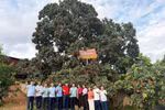 Cây vải tổ tuổi đời hơn 1 thế kỷ được doanh nghiệp đấu giá khai thác ở Bắc Ninh