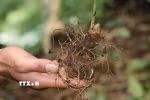 Sâm Ngọc Linh. (Ảnh: Cao Nguyên/TTXVN)