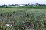 Một số diện tích lúa của xã Vạn Xuân, tỉnh Hưng Yên, bị gãy đổ do gió lớn. (Ảnh: Đinh Văn Nhiều/TTXVN)