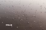 Hạt kiểm lâm Khu vực 9 nhận định đàn chim kiếm ăn ở đầm La Băng là cò nhạn không phải Sếu cổ đen quý hiếm. (Ảnh: Phạm Cường/TTXVN)