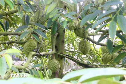 Cây sầu riêng nghịch vụ, sai trái trong vườn của ông Cao Văn Tấn, ấp Bình Thành, xã Thoại Sơn, tỉnh An Giang. (Ảnh: Công Mạo/TTXVN)