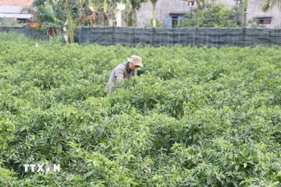 Trồng ớt xanh. (Ảnh: Phạm Cường/TTXVN)