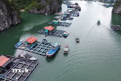 Ảnh minh họa. (Nguồn: TTXVN)