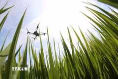 Việc ứng dụng công nghệ như drone trong gieo sạ, bón phân và phun thuốc không chỉ giúp tiết kiệm chi phí mà còn đảm bảo độ chính xác cao trong canh tác. (Ảnh: Duy Khương/TTXVN)