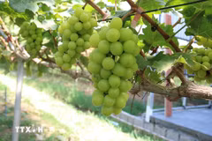 Phát triển nông nghiệp xanh, nông nghiệp sinh thái. (Nguồn: TTXVN)