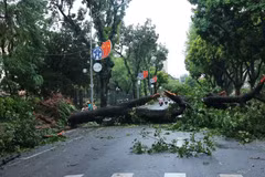 Cây to đổ chắn ngang phố Ngô Quyền, Hà Nội trong năm 2024. (Ảnh: Hoàng Hiếu/TTXVN)