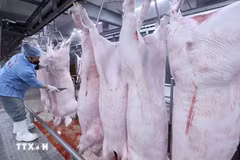Làm sạch sản phẩm thịt lợn trên dây chuyền chế biến, đảm bảo an toàn vệ sinh thú y. (Ảnh: Vũ Sinh/TTXVN)