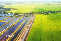 Điều tiết nước ngọt cho vùng sản xuất lúa, điều tiết nước mặn cho vùng lúa tôm tại tỉnh Bạc Liêu. (Ảnh: TTXVN phát)