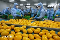 Tăng cường các biện pháp đảm an toàn về kiểm dịch thực phẩm nông sản nhập khẩu nhất là rau, quả tươi nhập khẩu theo quy định. (Ảnh: Vũ Sinh/TTXVN)