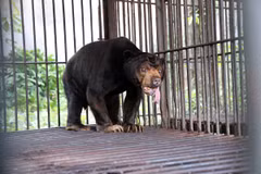 Cá thể gấu bòn bon. (Ảnh: Tổ chức Động vật Châu Á)