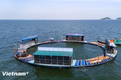 Gắn chuyển đổi số với phát triển: “Mở” dư địa tăng trưởng mới cho nông nghiệp