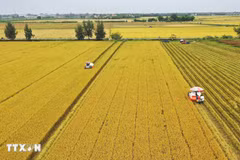 Thu hoạch thí điểm lúa chất lượng cao thuộc Đề án 1 triệu ha chuyên canh lúa chất lượng cao, phát thải thấp tại Đồng Tháp. (Ảnh: Nhựt An/TTXVN)