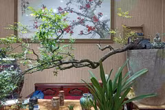 Cây muội hồng trở thành "cơn sốt" khi được nhiều người săn đón về làm cảnh, trang trí bàn trà. (Ảnh: Diệu Anh)