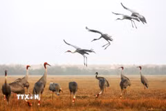 Vườn Quốc gia Tràm Chim từng thu hút nhiều sếu đầu đỏ về trú ngụ. (Nguồn ảnh: TTXVN phát)