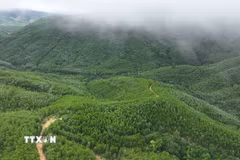 Đầu tư vào rừng chính là đầu tư cho tương lai. (Nguồn ảnh: TTXVN)