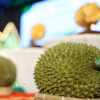 Tập trung nâng cao năng suất, chất lượng sầu riêng. (Ảnh minh họa: Tuấn Anh/TTXVN)