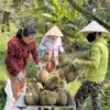 Thu hoạch sầu riêng. (Ảnh minh họa: Công Trí/TTXVN)