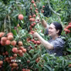 Thu hoạch vải tại Bắc Giang. (Ảnh: Đồng Thúy/TTXVN)