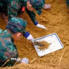 Đào tìm, quy tập hài cốt liệt sỹ tại khu vực được xác định có thông tin về mộ liệt sỹ. (Ảnh: Minh Phú/TTXVN)