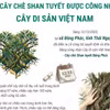 12 cây chè shan tuyết được công nhận là Cây Di sản Việt Nam